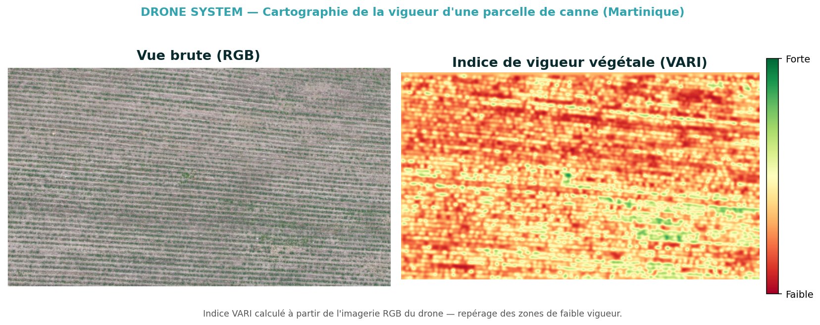 Comparaison vue RGB et indice de vigueur végétale VARI d'une parcelle de canne