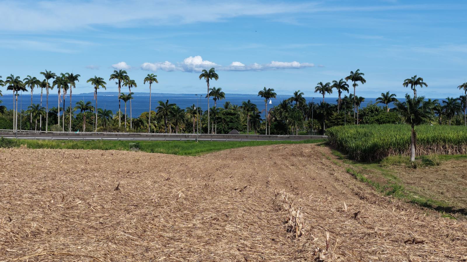 Replantation de la canne : contrôler le sol par drone avant de planter